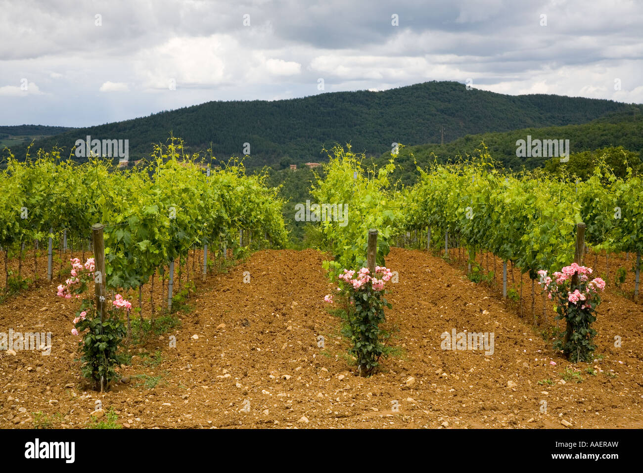 Italienische Weinbau & Reihen von Reben Groves & Rosen, die zu ähnlichen  Krankheiten empfänglich sind. Die Rosen als frühe Warnung vor Schimmel in  Weinbergen Stockfotografie - Alamy