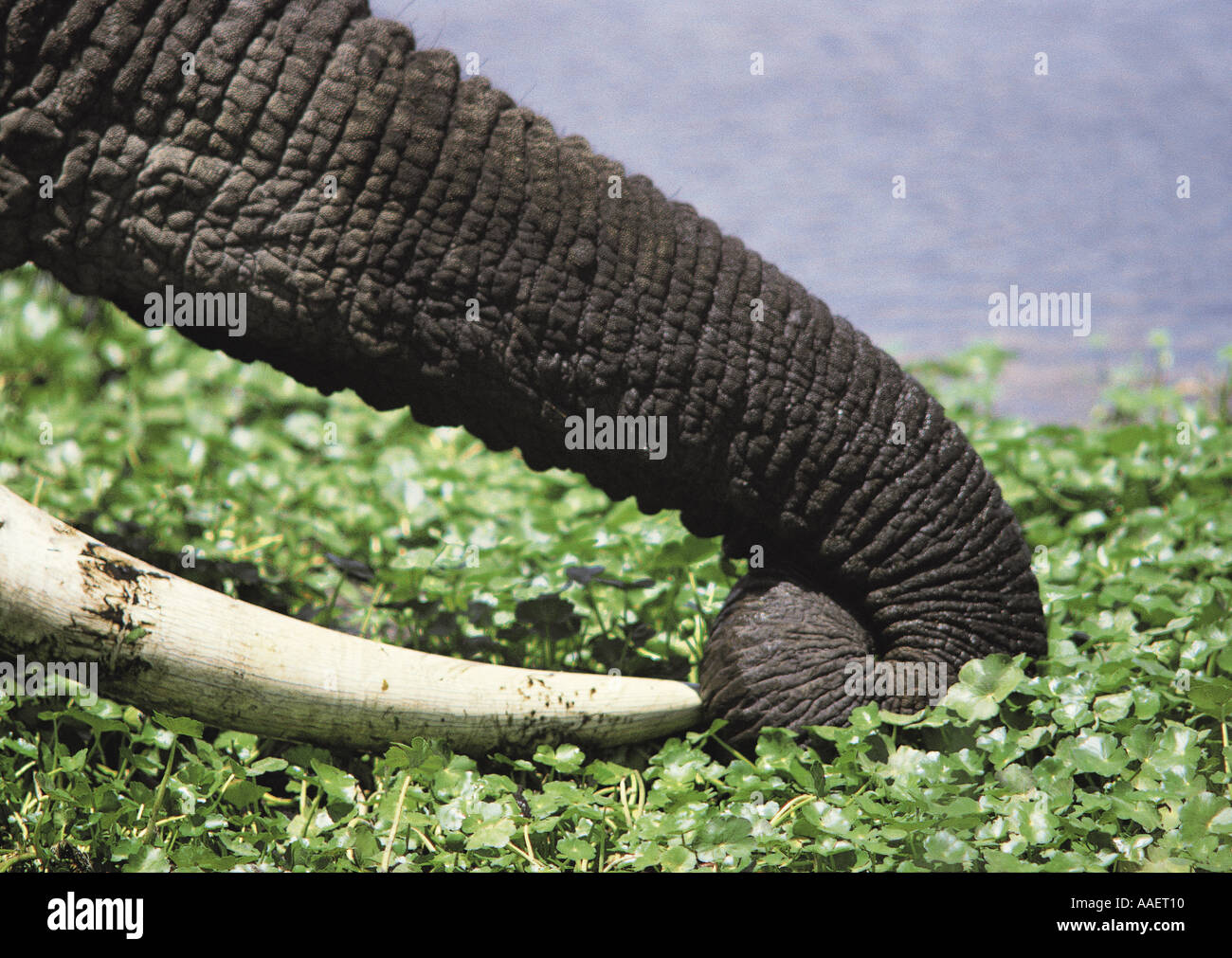 Nahaufnahme der Elefantenrüssel s greifen Pflanzen im Hippo Pool Ngorongoro Krater Tansania Ostafrika Stockfoto