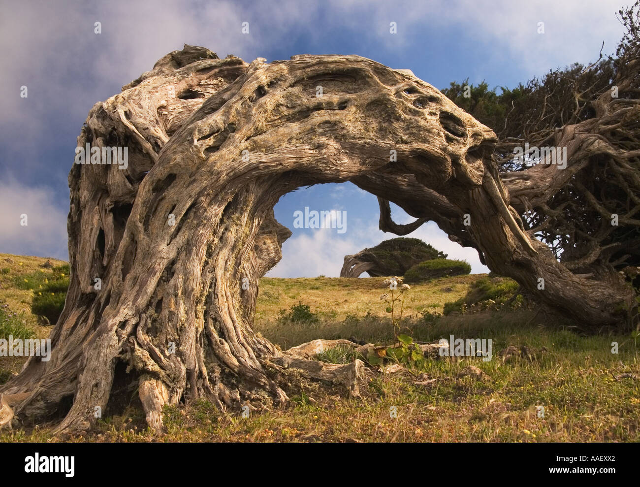 Der berühmte Wind verdreht Wacholder - Juniperus Turbinata Canariensis (Sabina) - von El Hierro auf den Kanaren Stockfoto