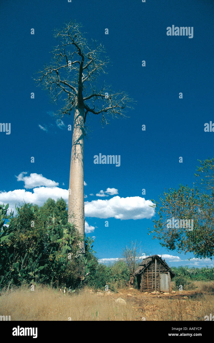 Baobab und typische Gehäuse des Bara Stamm Bantu Ursprung in der Nähe von Toliara Tulear Süd-Madagaskar Stockfoto