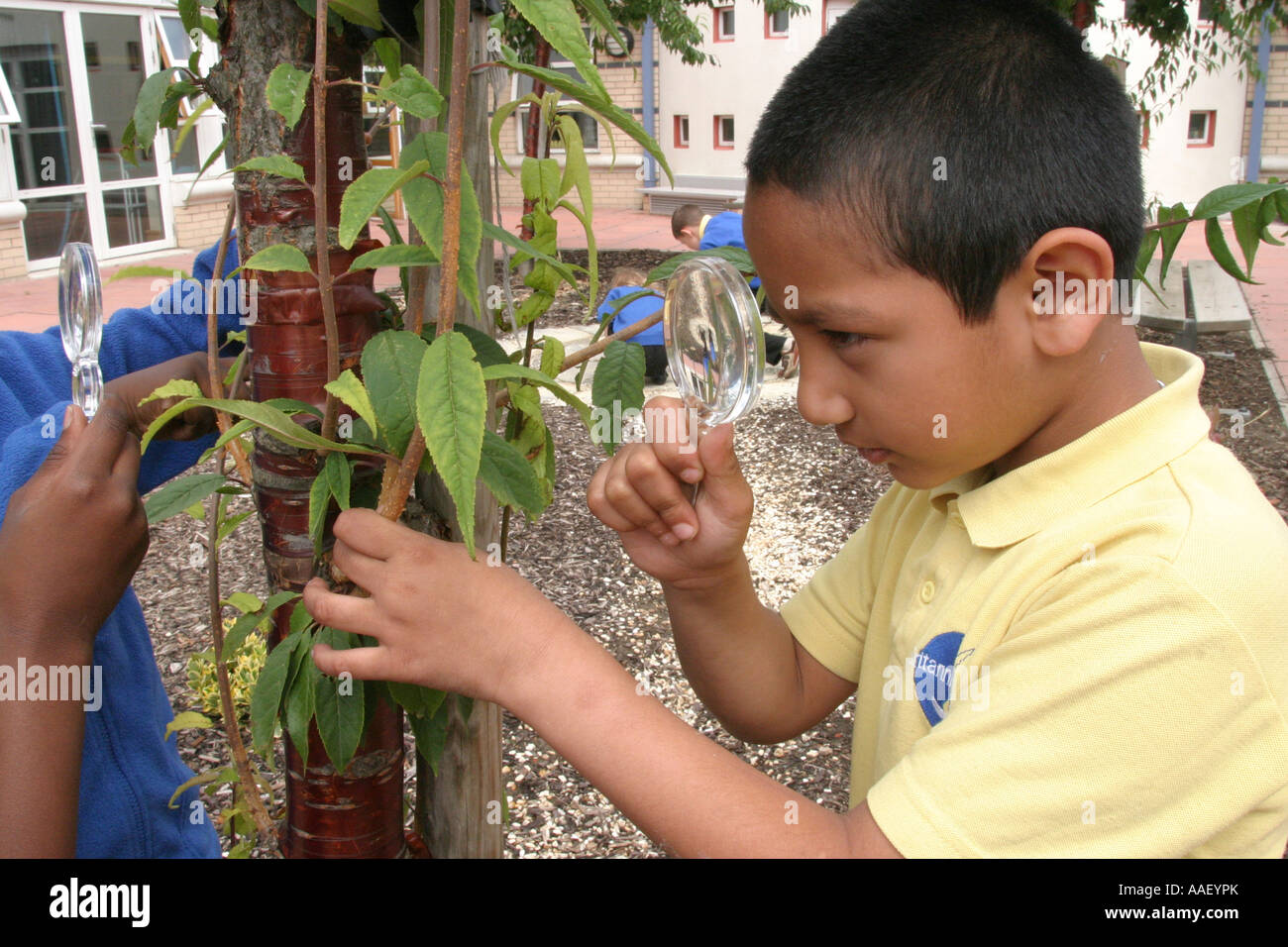 Primäre Schulkinder in der Natur studieren Aktivitäten Stockfoto