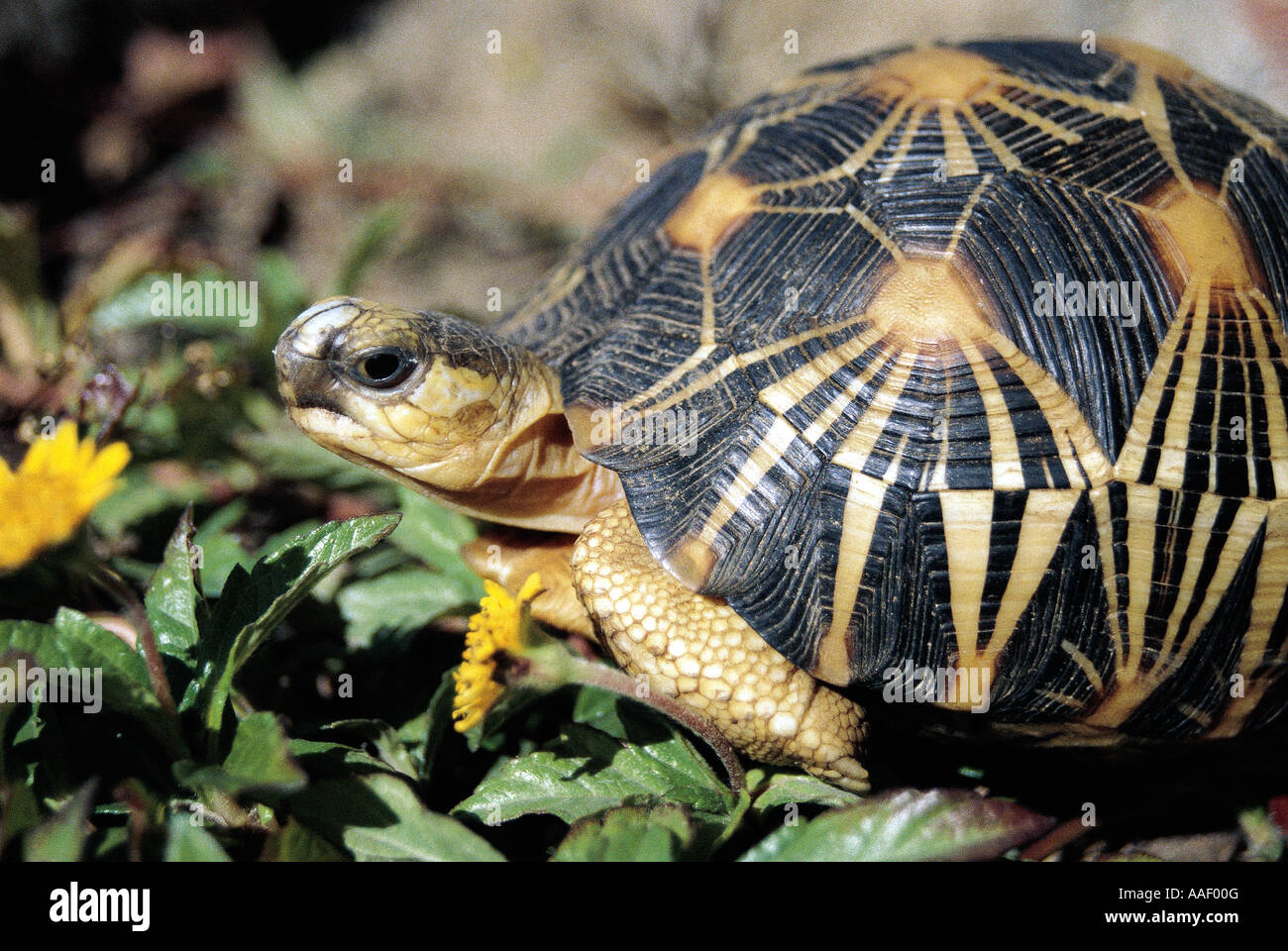 Ausgestorbene Schildkröte Geochelone Radiata gefährdete stark Arten Madagaskar Stockfoto