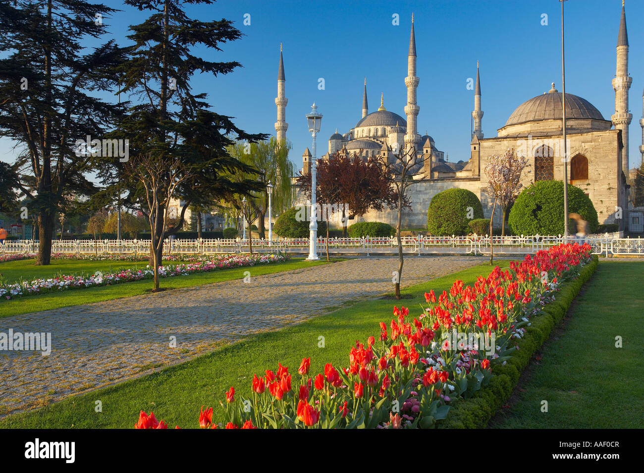 Frühlingsblumen in Sultanahmet-Platz und der blauen Moschee Sultanahmet-Istanbul-Türkei Stockfoto