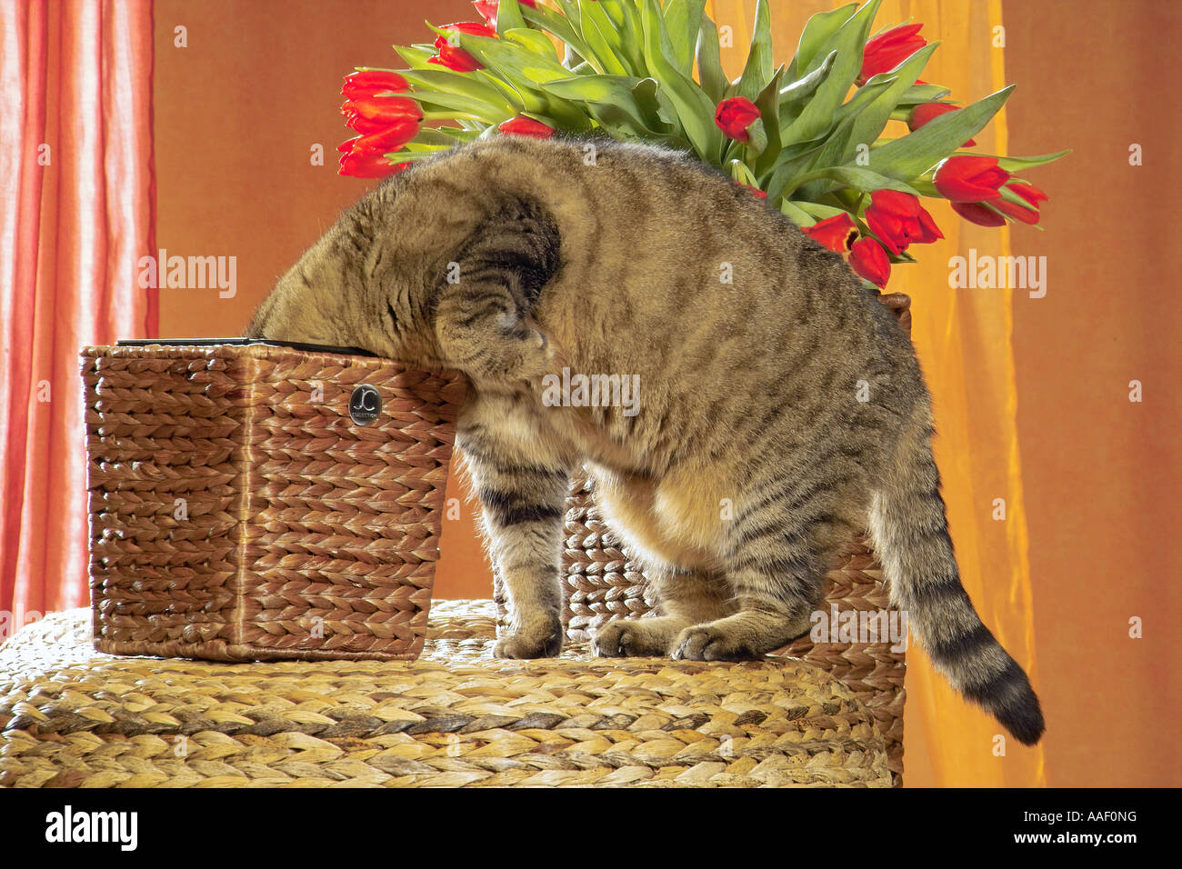 Tabby Katze - auf der Suche in Korb Stockfoto