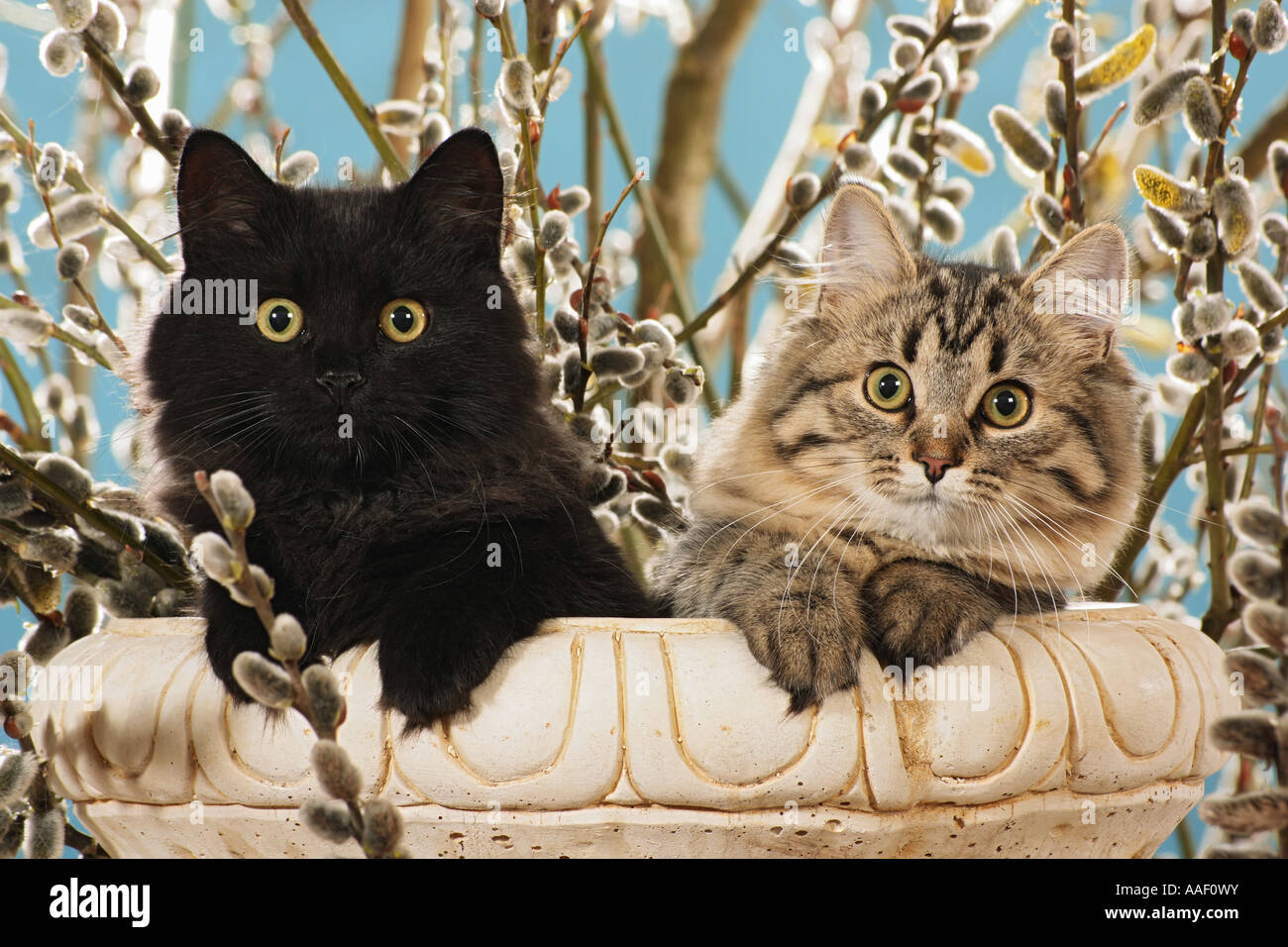 zwei sibirischen Waldkatzen - vor Kätzchen Stockfoto
