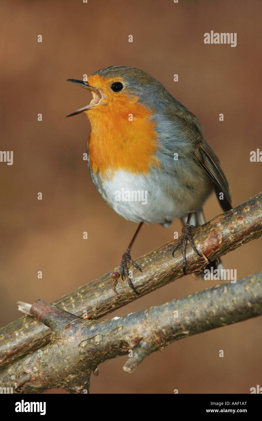 Rotkehlchen - auf Zweig / Erithacus Rubecula Stockfoto