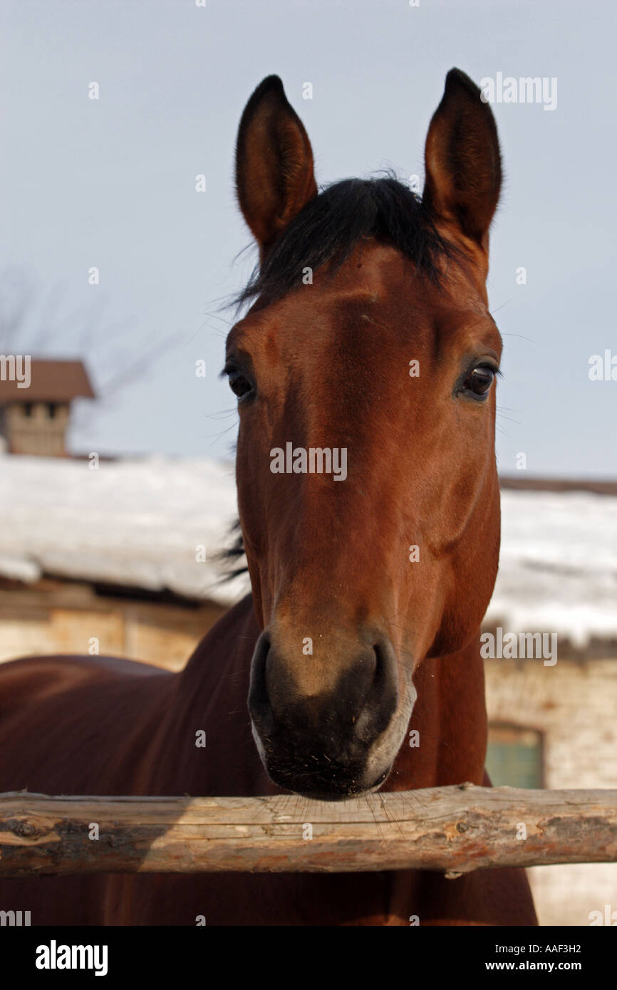 Rotes Pferd Stockfoto