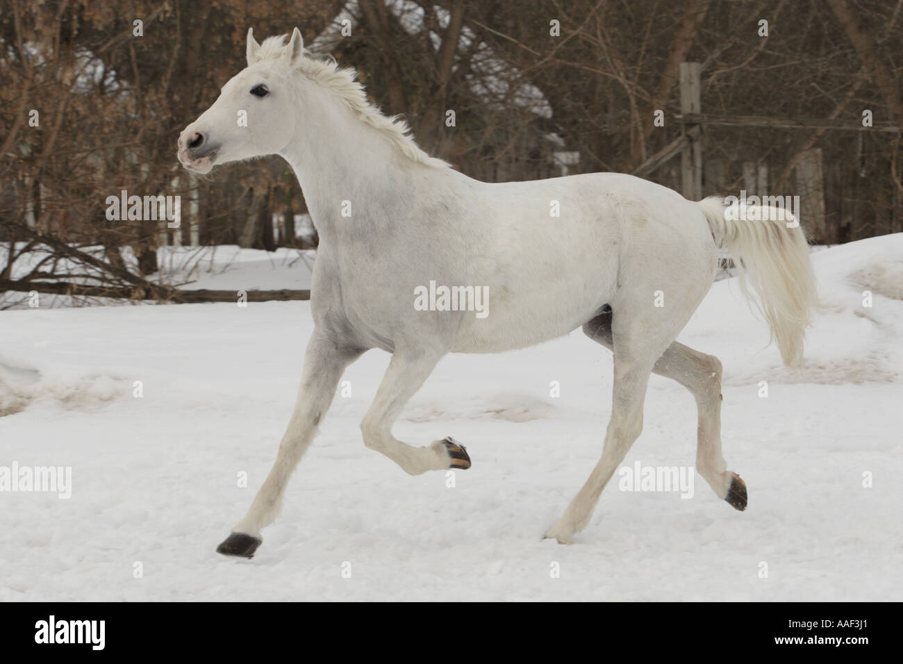Das weiße Pferd laufen Stockfoto