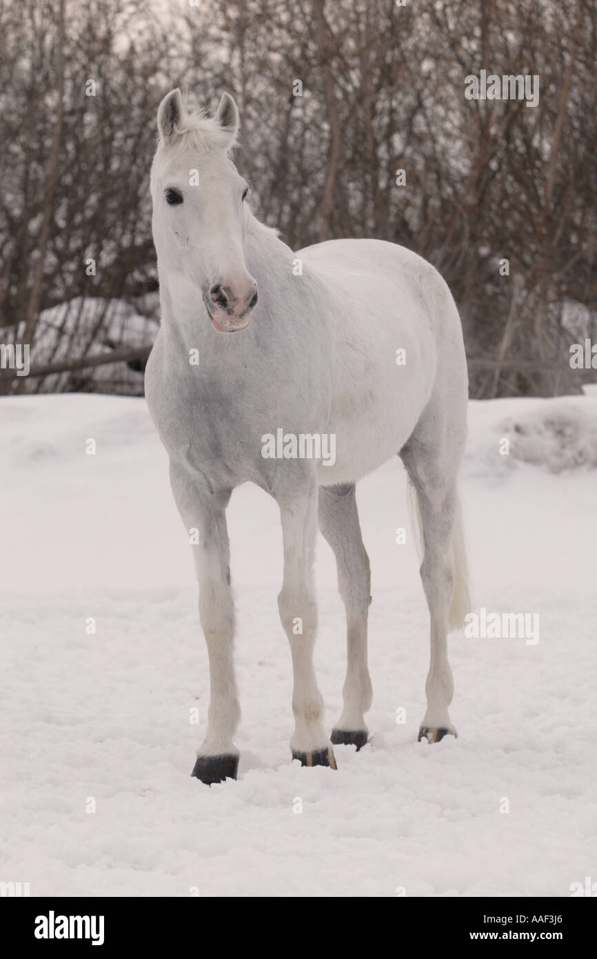 Das weiße Pferd Stockfoto