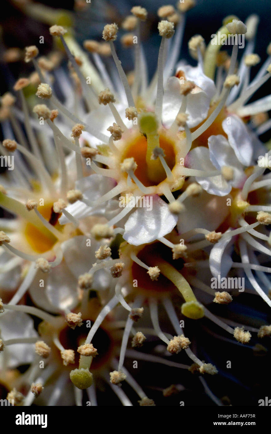 [Laurel Blume] [Prunus Laurocerasus] Stockfoto