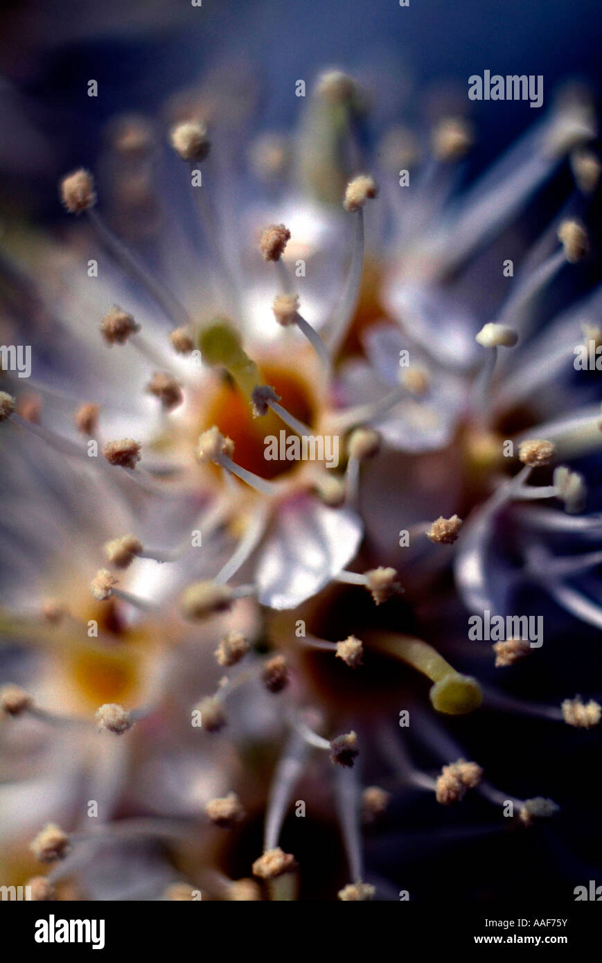 [Laurel] Blütenstand [Prunus Laurocerasus] Stockfoto