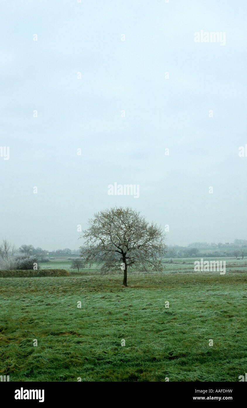 Baum am Henstead in Suffolk Uk Stockfoto