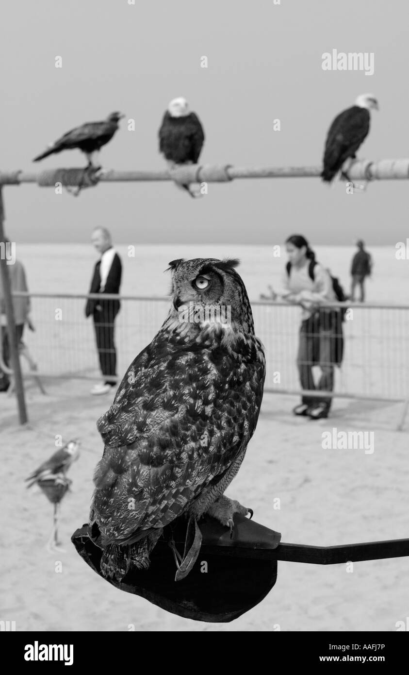 Eine Eule drei Adler und ein Falke alle Teathered von Anzeige in Deauville Beach Normandie Frankreich Stockfoto