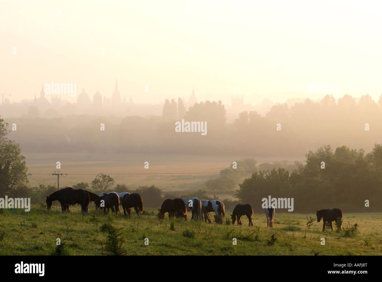 Pferde am südlichen Hinksey mit Oxford Spires in Ferne, Oxfordshire, England, UK Stockfoto