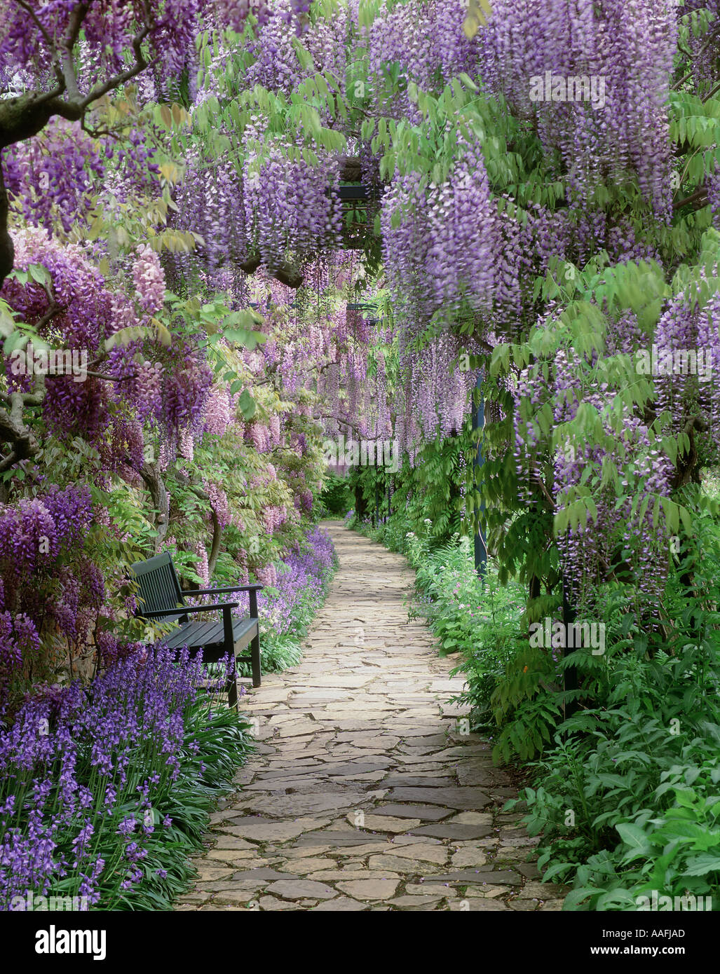 Blauregen-Pergola in voller Blte mit Crazy Pflasterung und Bank  Stockfotografie - Alamy