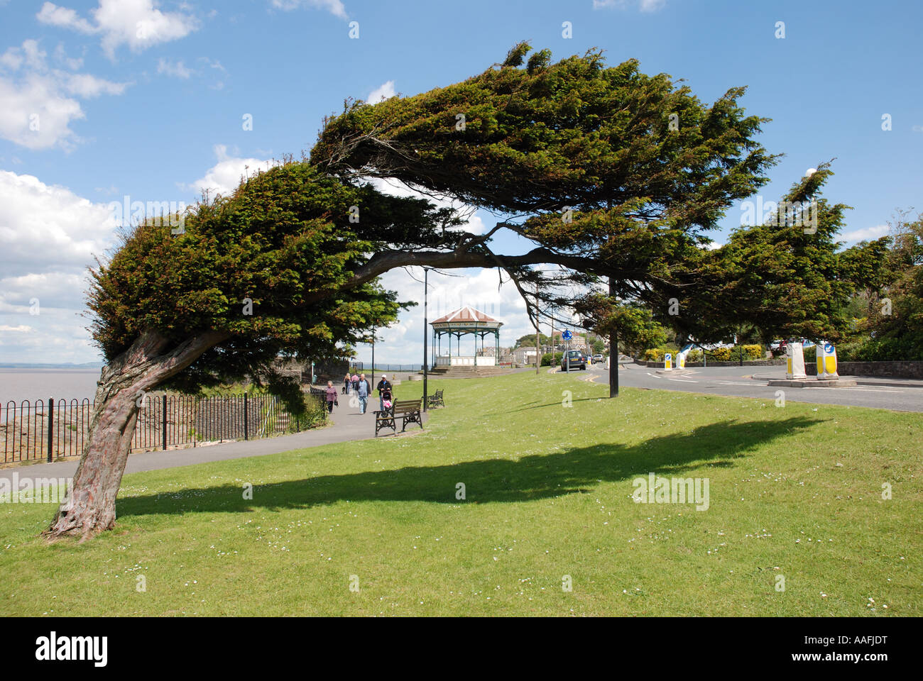 Wind fegte Baum an Strandpromenade, Clevedon, Somerset, England, UK Stockfoto