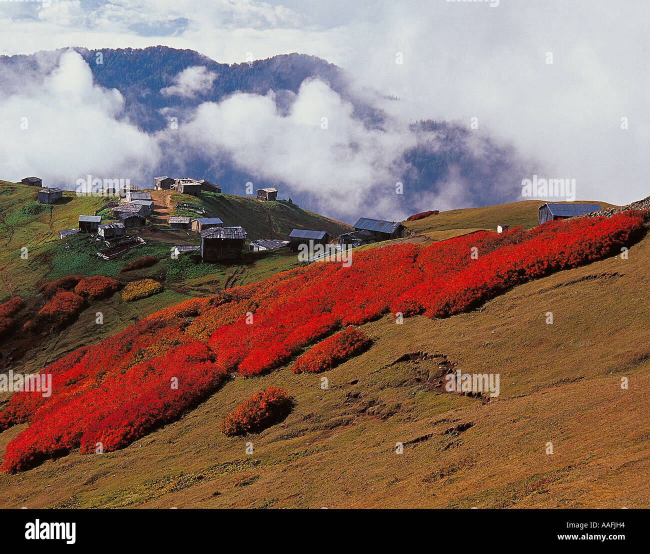 Wald-Rosen, Rhododendron Luteum, in Borcka Artvin, Kaçkar Berge der Türkei. Stockfoto