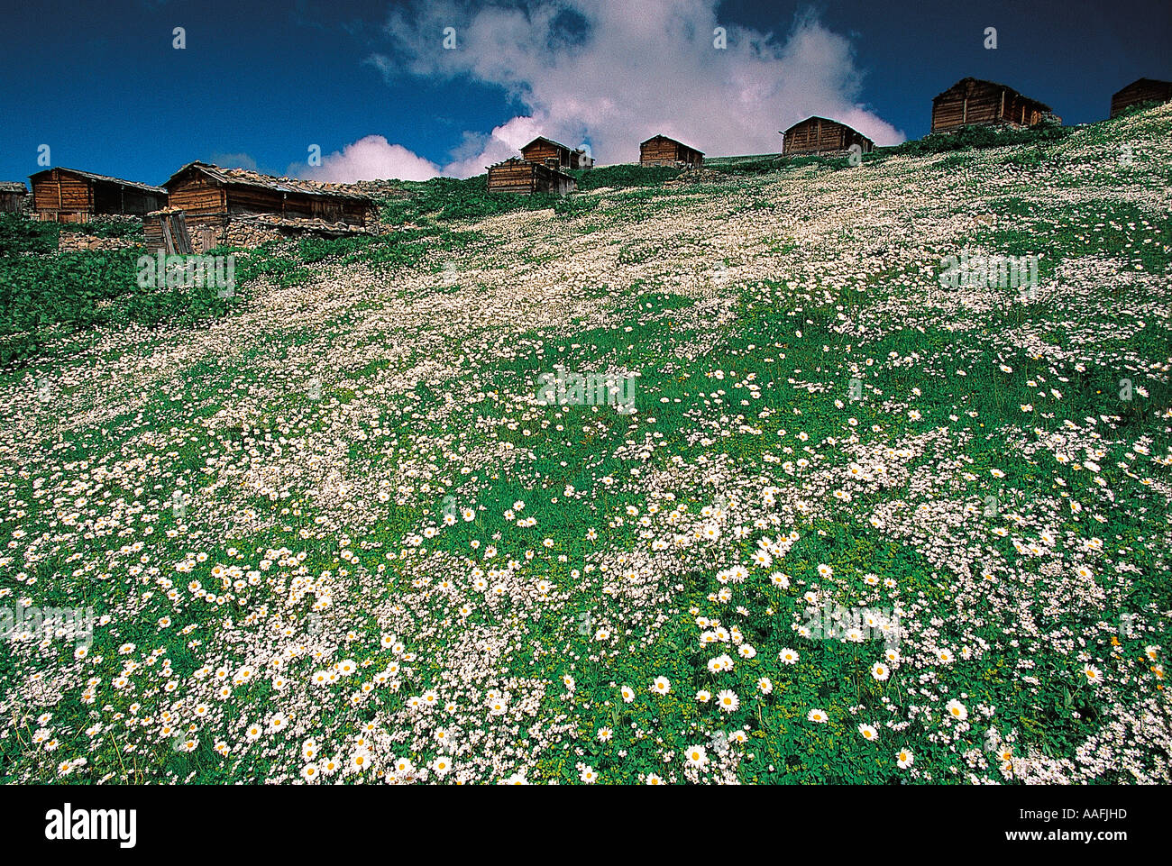 Vasa-Tal, Kaçkar-Gebirge-Nationalpark-Türkei Stockfoto
