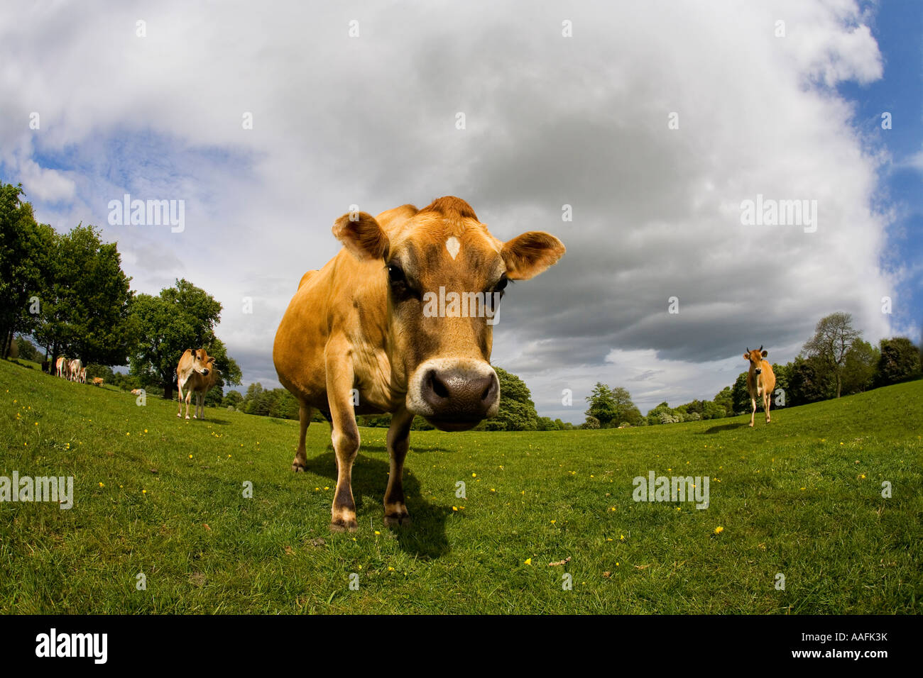 Jersey-Kuh im englischen Wiese im Sommersonne mit blauem Himmel und weißen Wolken England Großbritannien GB UK United Kingdom Stockfoto