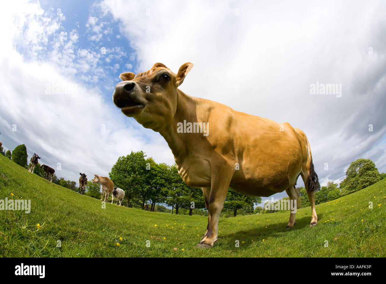 Jersey-Kuh im englischen Wiese im Sommersonne mit blauem Himmel und weißen Wolken England Großbritannien GB UK Großbritannien EU Stockfoto