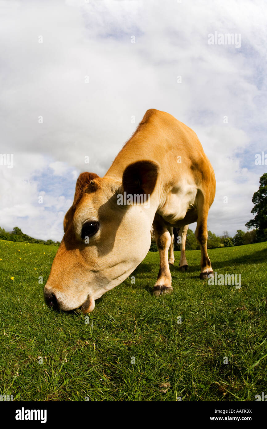 Jersey-Kuh im englischen Wiese im Sommersonne mit blauem Himmel und weißen Wolken England Großbritannien GB UK United Kingdom Stockfoto