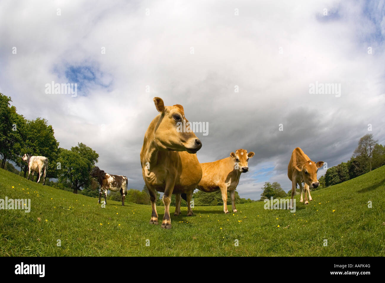 Jersey Kühe im englischen Wiese im Sommersonne mit blauem Himmel und weißen Wolken England Großbritannien GB UK United Kingdom Stockfoto