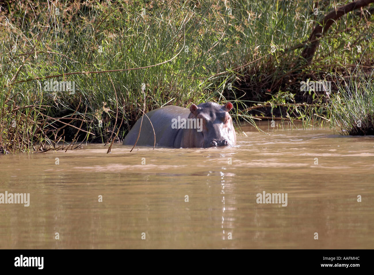 Nilpferd Baby lauern am Flussufer beobachten nervös auf SES Stockfoto