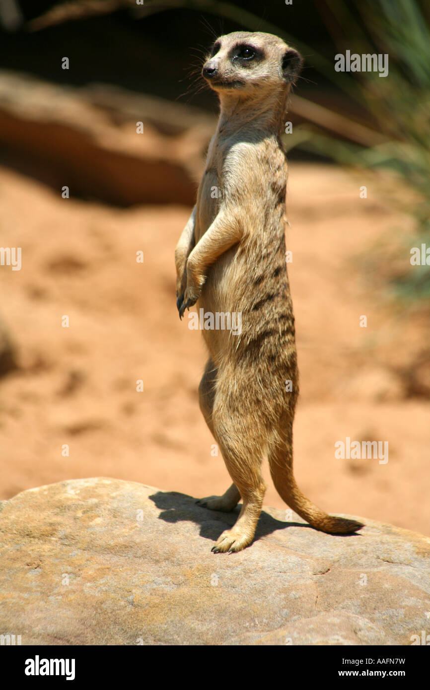 Erdmännchen auf Watch im Taronga Zoo in Sydney, Australien Stockfoto