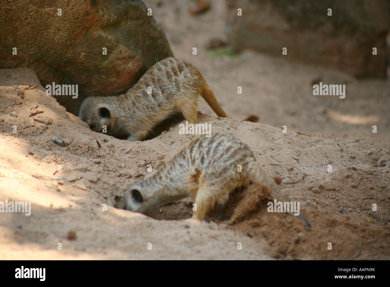 Erdmännchen Graben im Taronga Zoo in Sydney, Australien Stockfoto