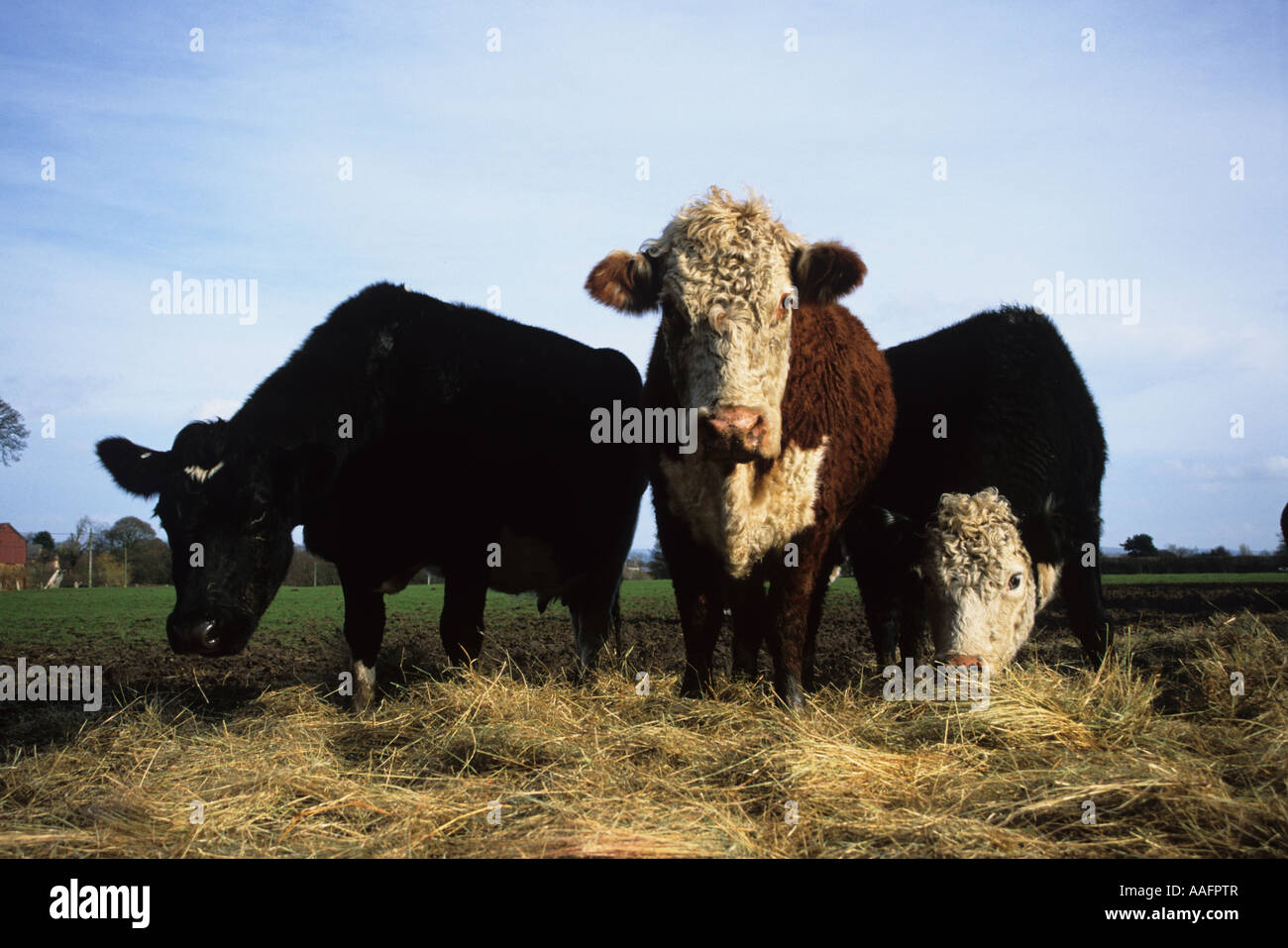 Rinderfütterung Stockfoto