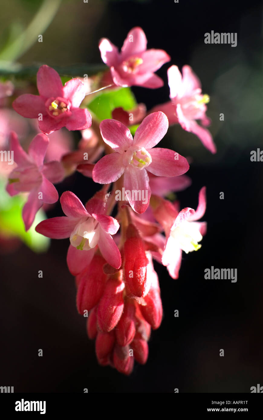 Blühende Johannisbeere winterharte blühende Strauch Ribes sanguineum Stockfoto