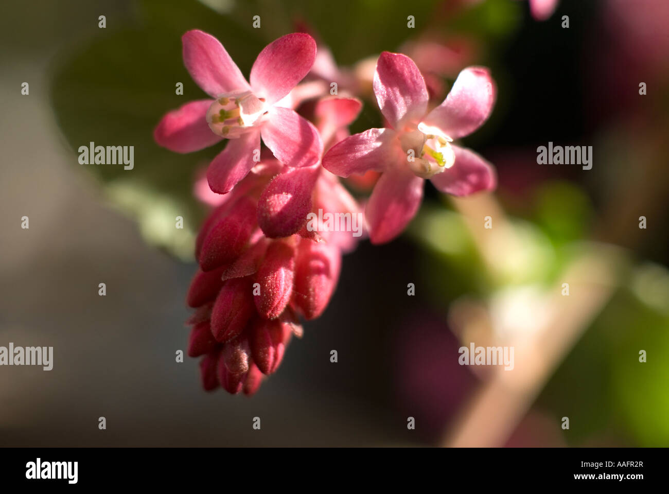 Blühende Johannisbeere winterharte blühende Strauch Ribes sanguineum Stockfoto