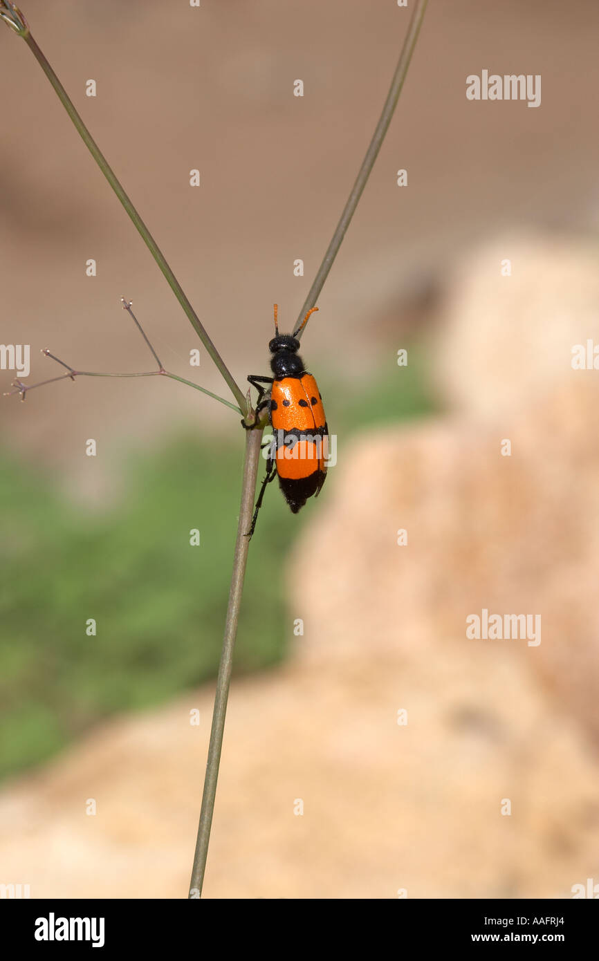 Orange gefärbte Käfer Insekt im schwarzen Schlucht des blauen Nil Fluß in der Nähe von Bure Brücke Äthiopien Afrika Stockfoto