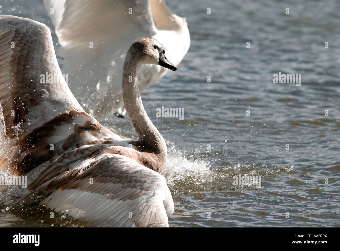 Juvenile Höckerschwan Verbreitung Flügel in Gloucestershire, England Stockfoto