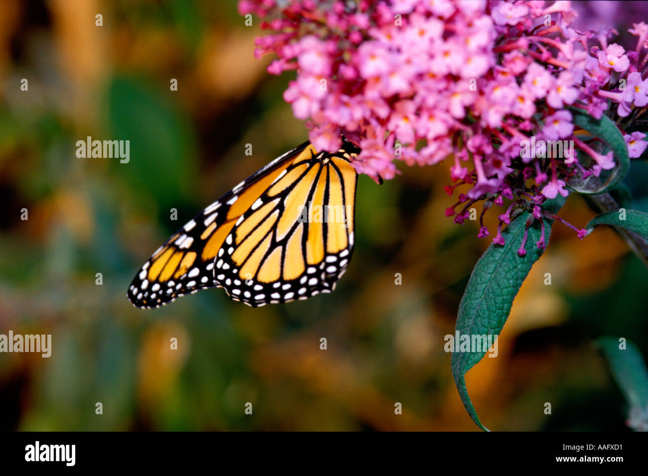 Monarchfalter Danaus plexippus Stockfoto