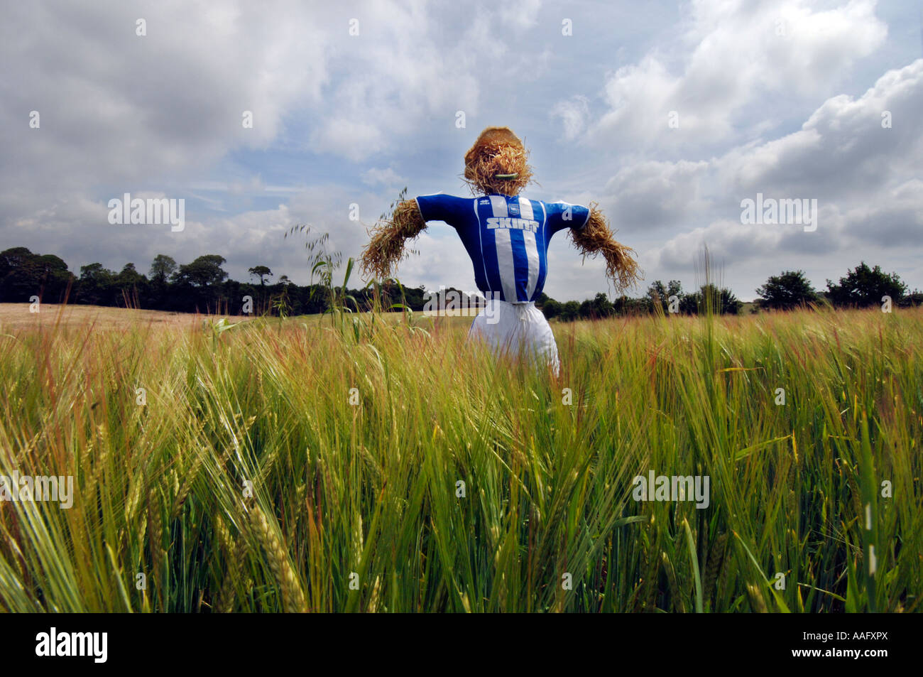 Eine Vogelscheuche in Brighton und Hove Albion Football Club Strip an der Seite des neuen Stadions in Falmer gekleidet Stockfoto