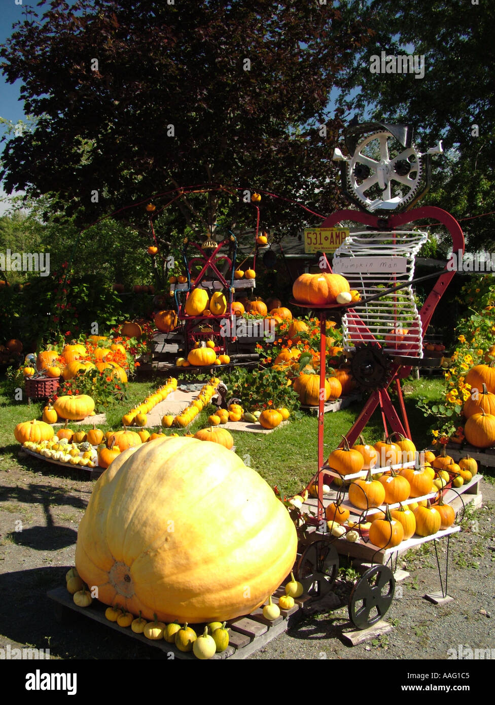 AJD37696, Kanada, New Brunswick, Shepody Stockfoto