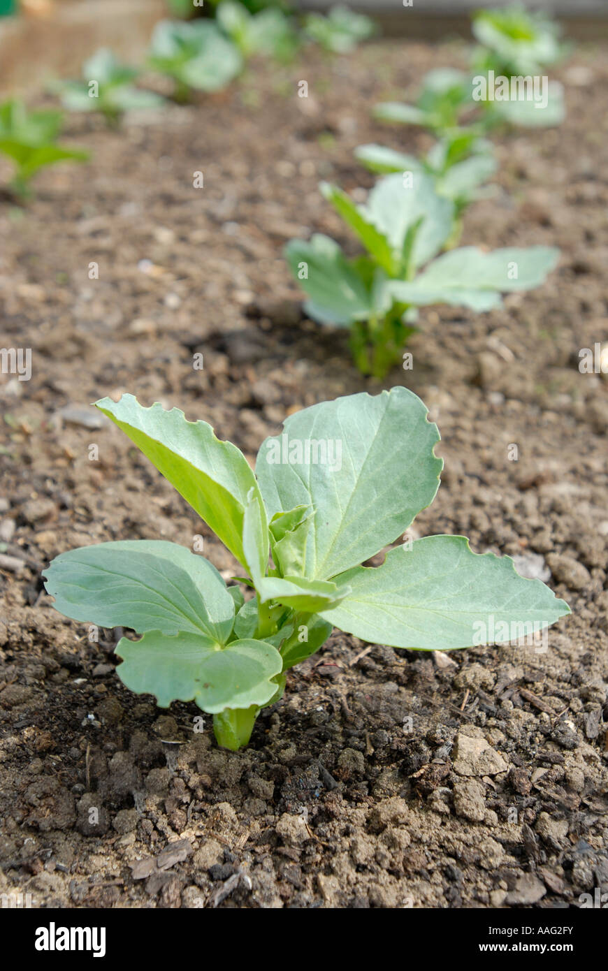 Breit oder Fava Bean Kleinanlagen, verschiedene Bunyards Ausstellung in ein UK-Gemüsegarten. Stockfoto