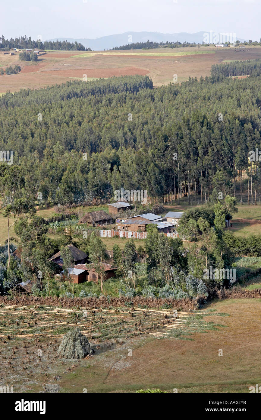 Bauernhöfe und landwirtschaftliche Landschaft mit Eukalyptus-Baum-Wald auf Entoto Hügeln Stockfoto