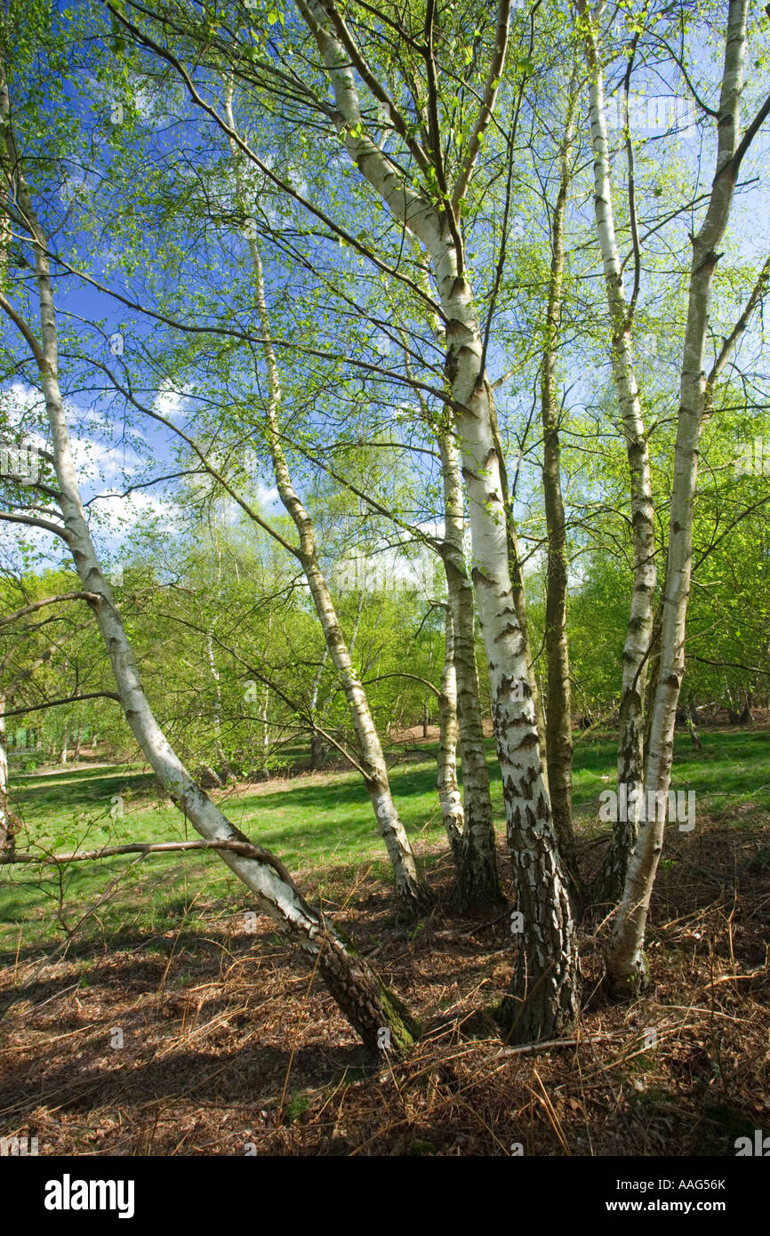 Birke, Betula Pendel. Abinger Roughs, Surrey UK Stockfoto