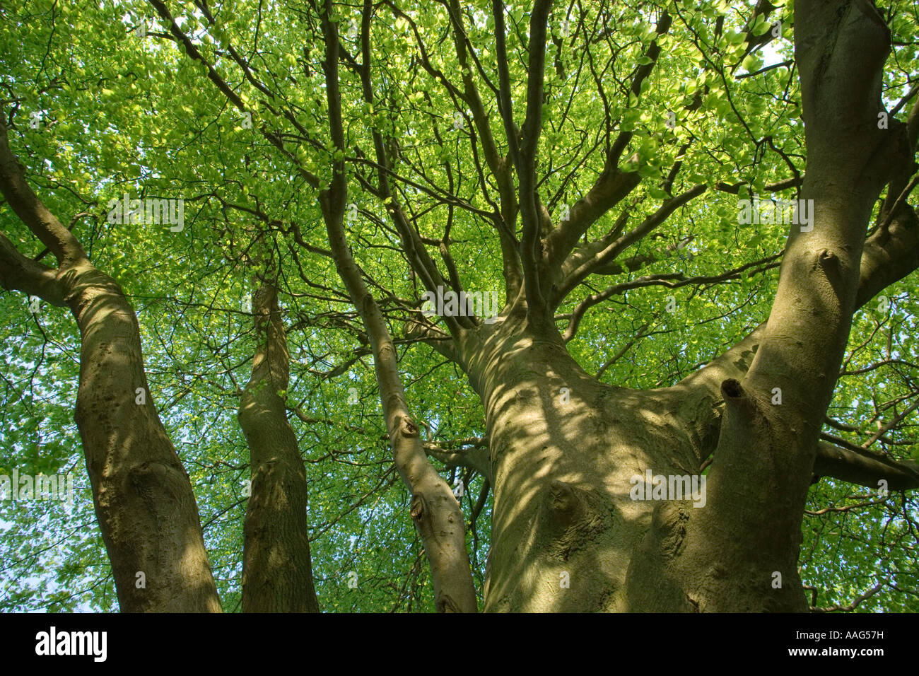 Buche, Fagus sylvatica Stockfoto