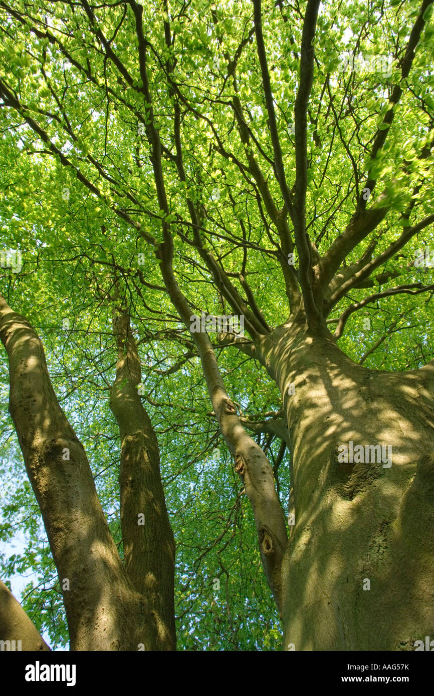 Buche, Fagus sylvatica Stockfoto