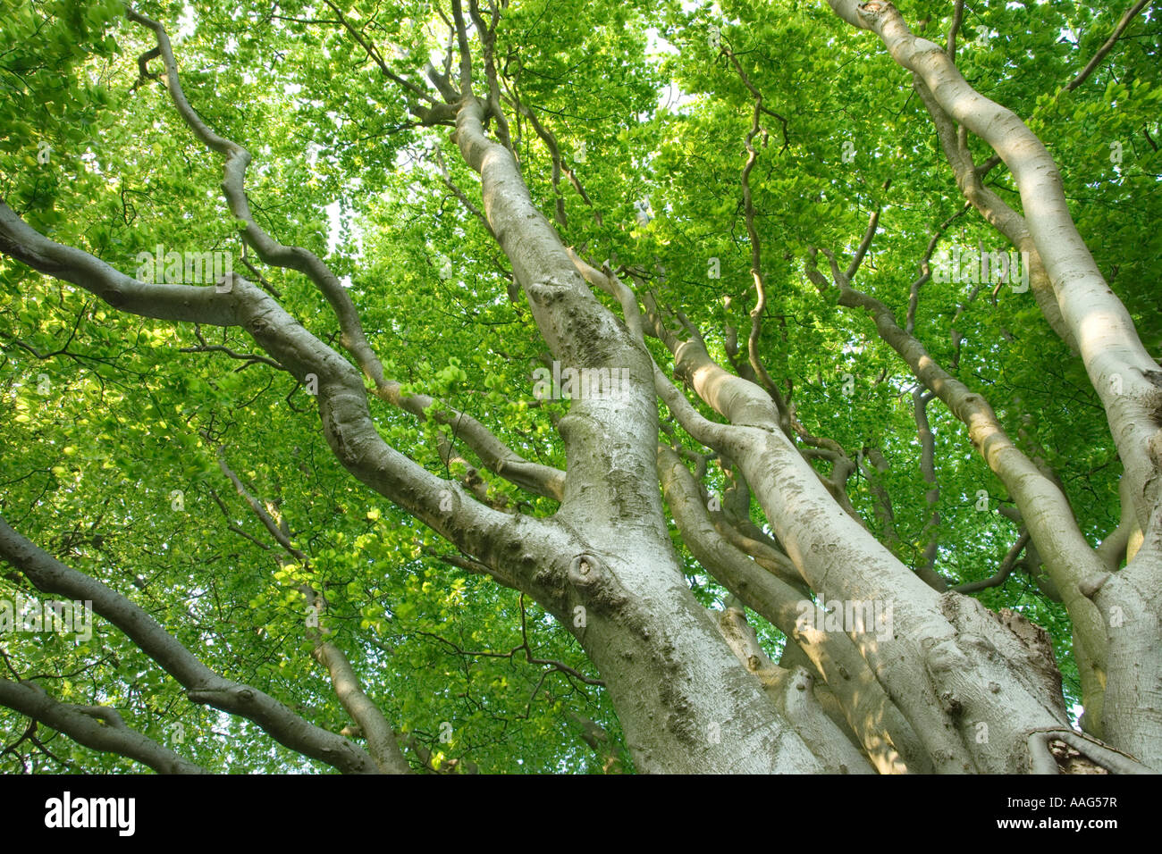 Buche, Fagus sylvatica Stockfoto
