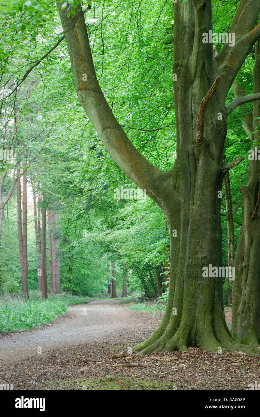 Verfolgen Sie durch Mischwald, Netley Heath, North Downs, Surrey England UK Stockfoto