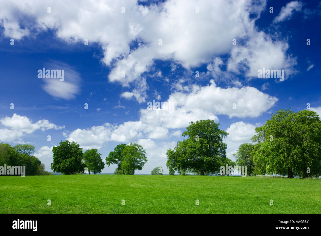 Feld und Bäume in der Nähe von Guildford Surrey UK Stockfoto