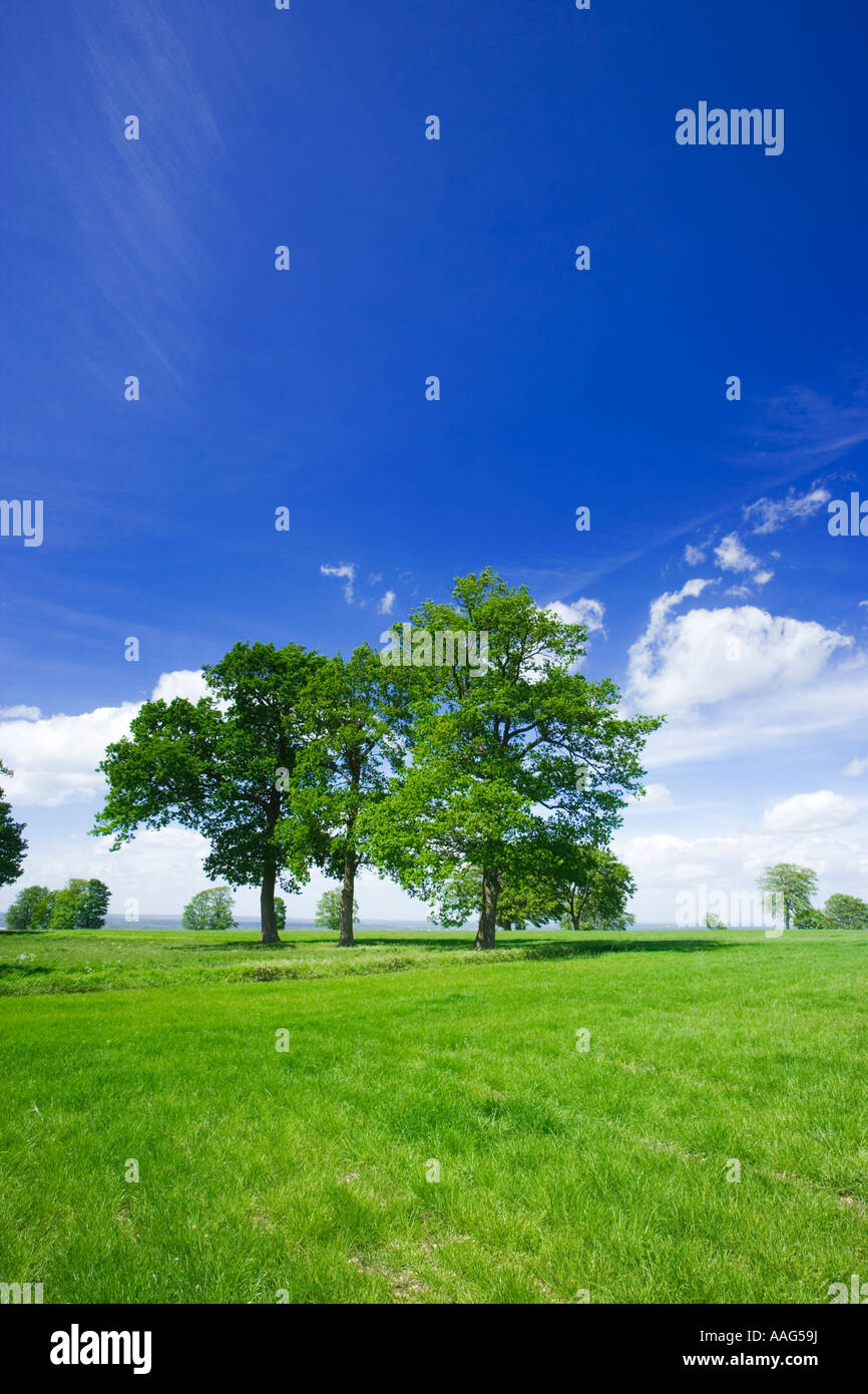 Feld und Bäume in der Nähe von Guildford Surrey UK Stockfoto