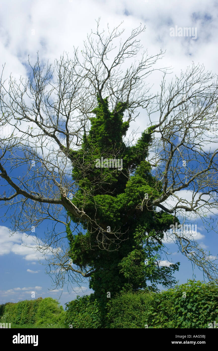 Efeu, Hedera Helix auf Esche, Fraxinus Excelsior. Surrey UK Stockfoto