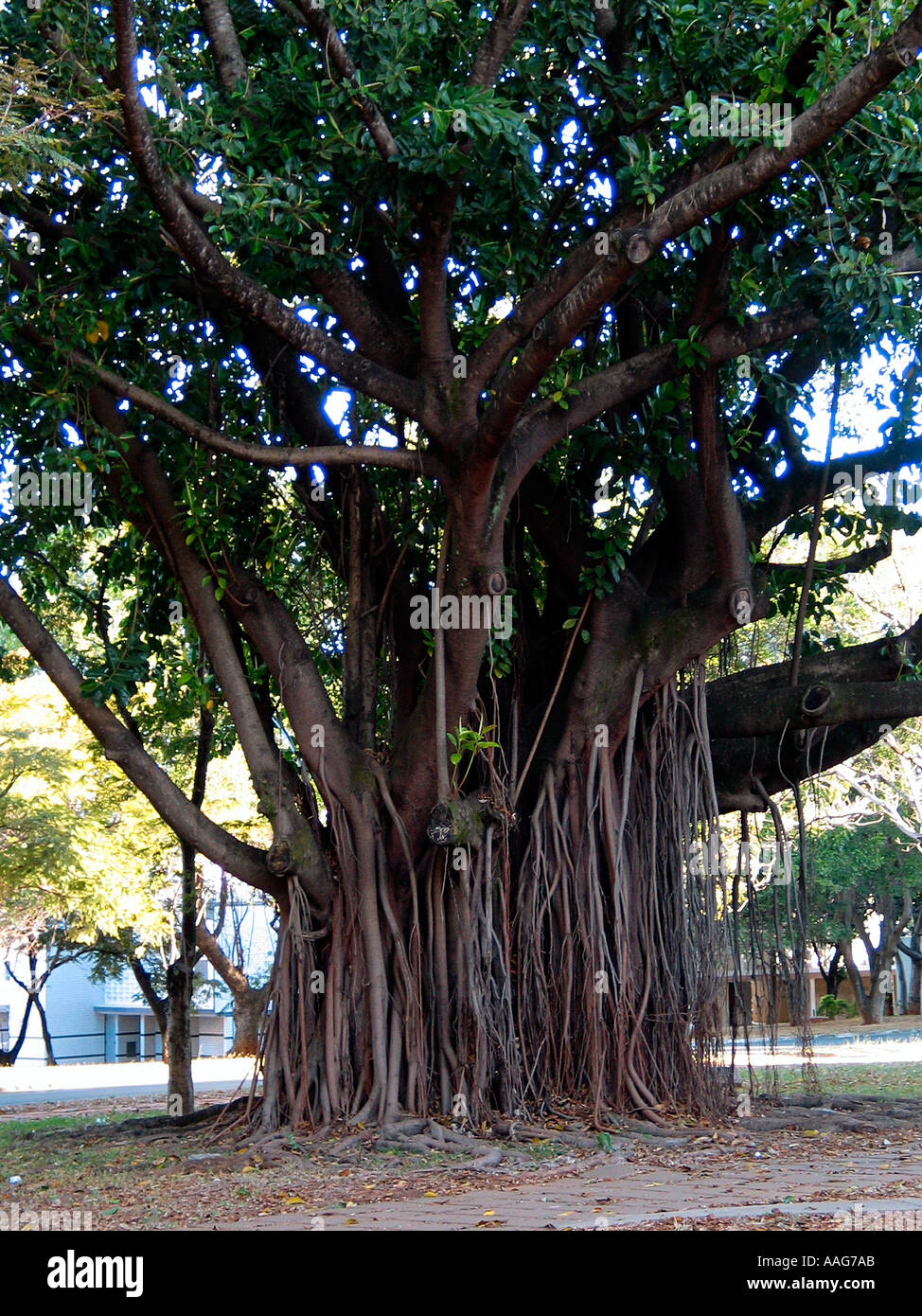 Ficus-Americana-Baum Stockfoto