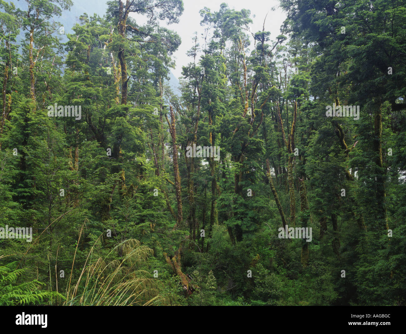 Native Buchenwald im Clinton-Tal auf der Milford Track Fiordland National Park Südinsel Neuseelands Stockfoto