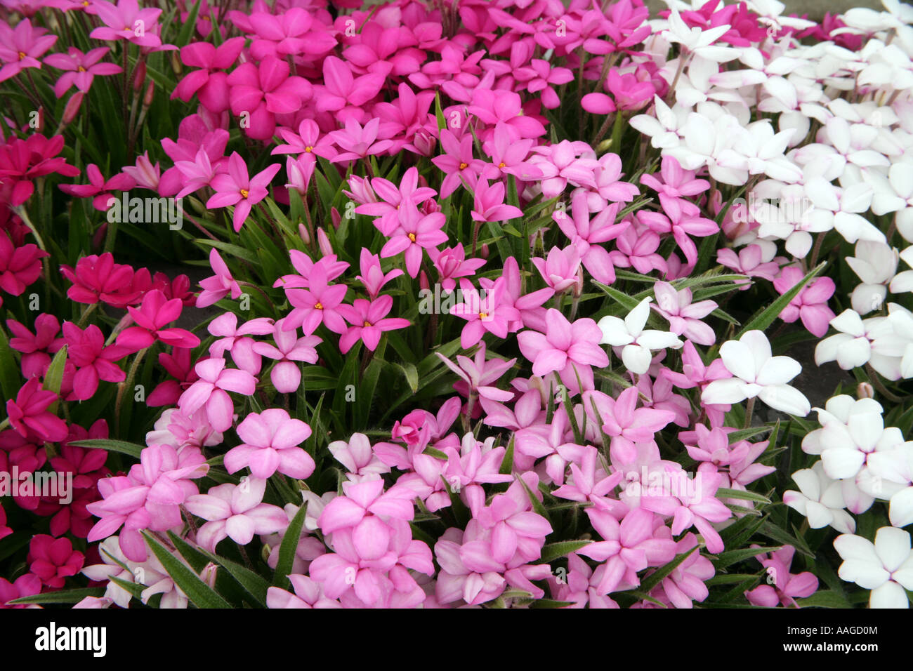 Rhodohypoxis E A Bowles Büschel bilden krautige Staude Stockfoto